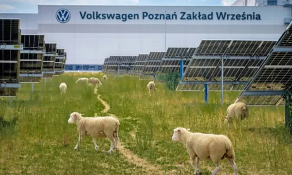 Por que a Volkswagen "contratou" ovelhas para trabalhar em uma fábrica?