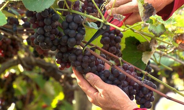 Uvas crescem em meio ao calor e aos cafezais e viram de suco a biscoitos no Norte do ES