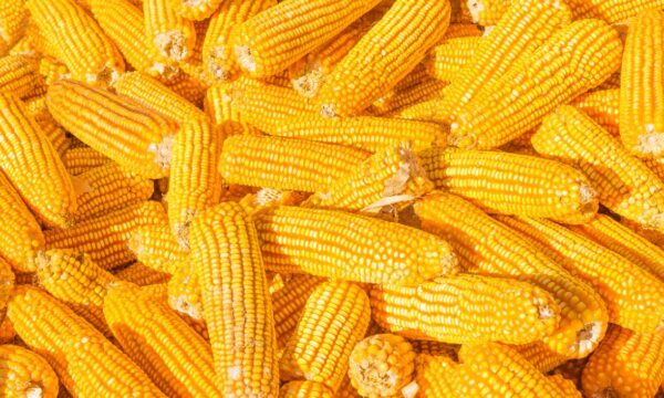 Futuros de milho fecham em queda em Chicago após surpresa no relatório de estoques do USDA