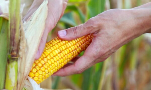 Levedura desenvolvida pela Unicamp pode aumentar produção de etanol de milho