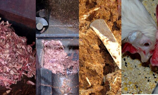 Restos de carne, gordura e até ossos que iriam para o lixo viram ração para outros animais no ES