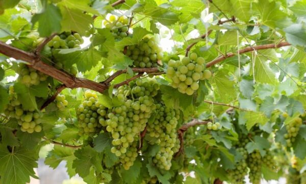 Número de vinícolas cresce quase 5 vezes acima da média nacional em Goiás